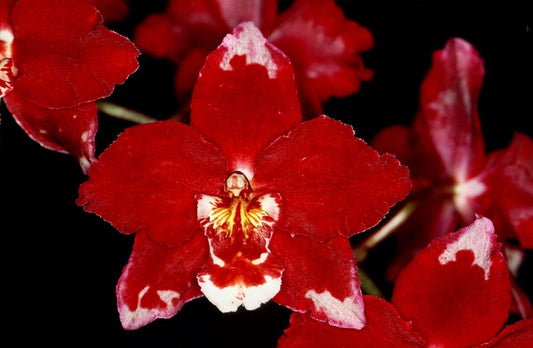 Fertilising your orchids through growth phases - Liqua Nutrients