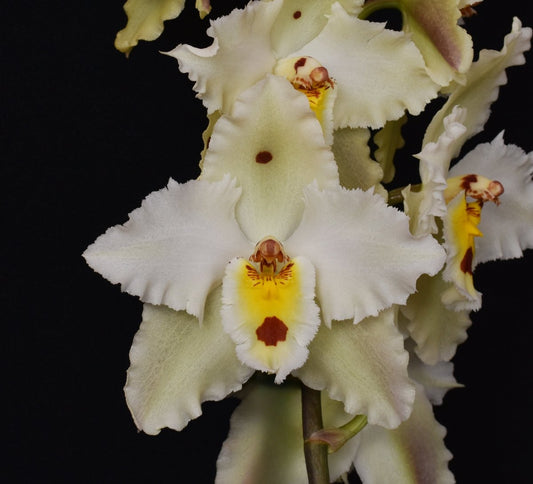 What Do Orchids Eat? - Liqua Nutrients