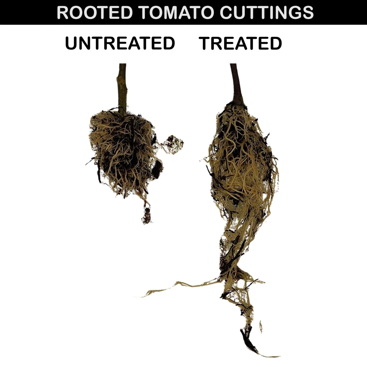 Liqua - Rootz Rooting Concentrate - Plant Propagation - Liqua Nutrients